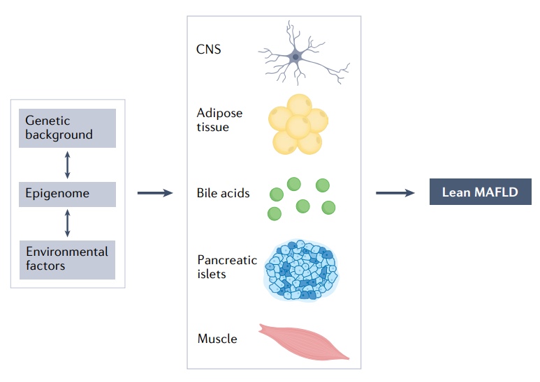 Nature綜述：近26%的瘦人也有脂肪肝，改善代謝失調是關鍵！