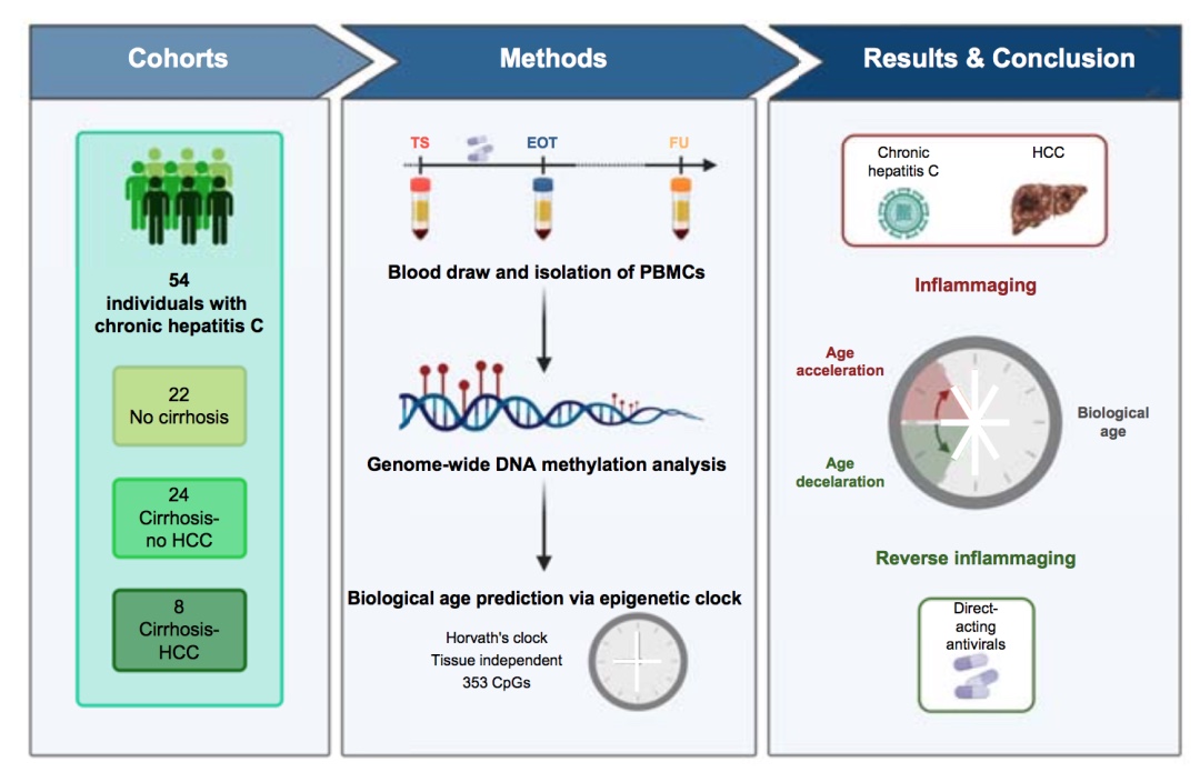 逆轉炎癥：HCV治療對生理年齡的長期影響