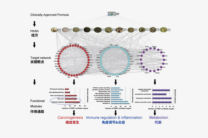 軟肝片核心網絡靶標參與